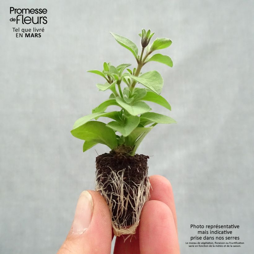 Petunia Chocolina Plug plant 1.5/2.5 cm sample as delivered in spring
