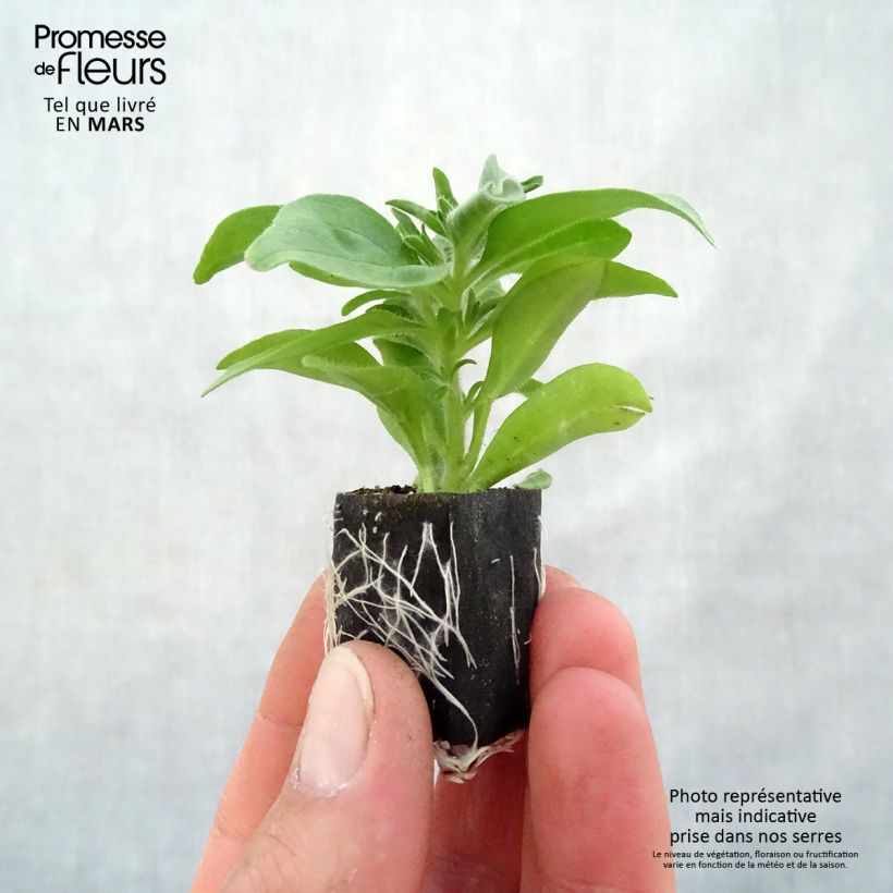 Petunia Sugar Plum Plug plant 1.5/2.5 cm sample as delivered in spring