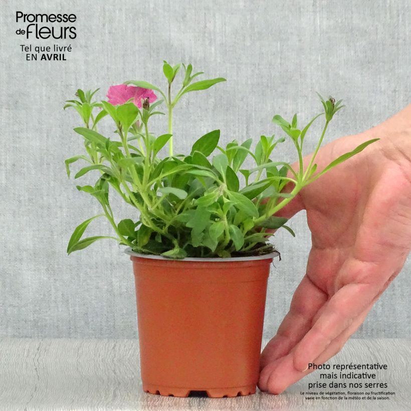 Petunia Supertunia Pink Star 8/9 cm pot sample as delivered in spring