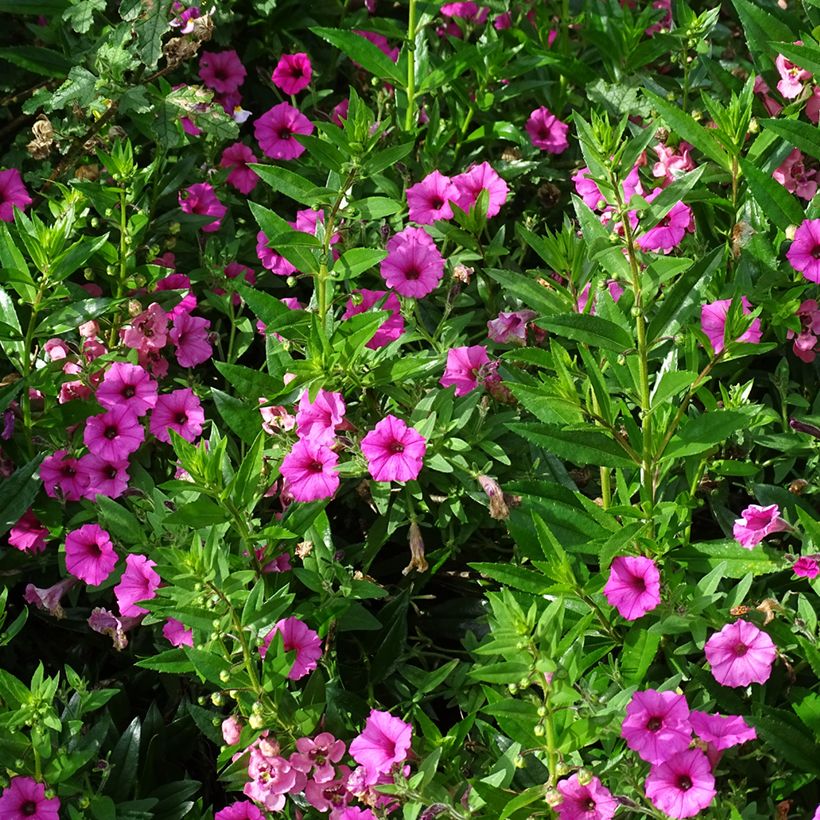 Petunia Supertunia Vista Bubblegum (Plant habit)