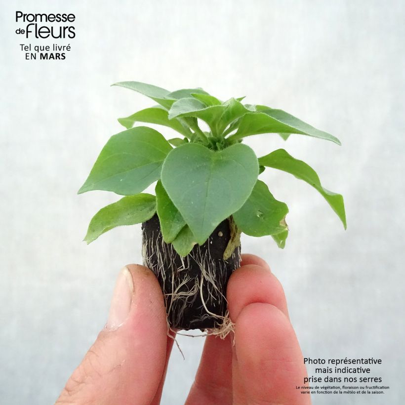 Petunia Supertunia Vista Silverberry Plug plant 3/4cm sample as delivered in spring
