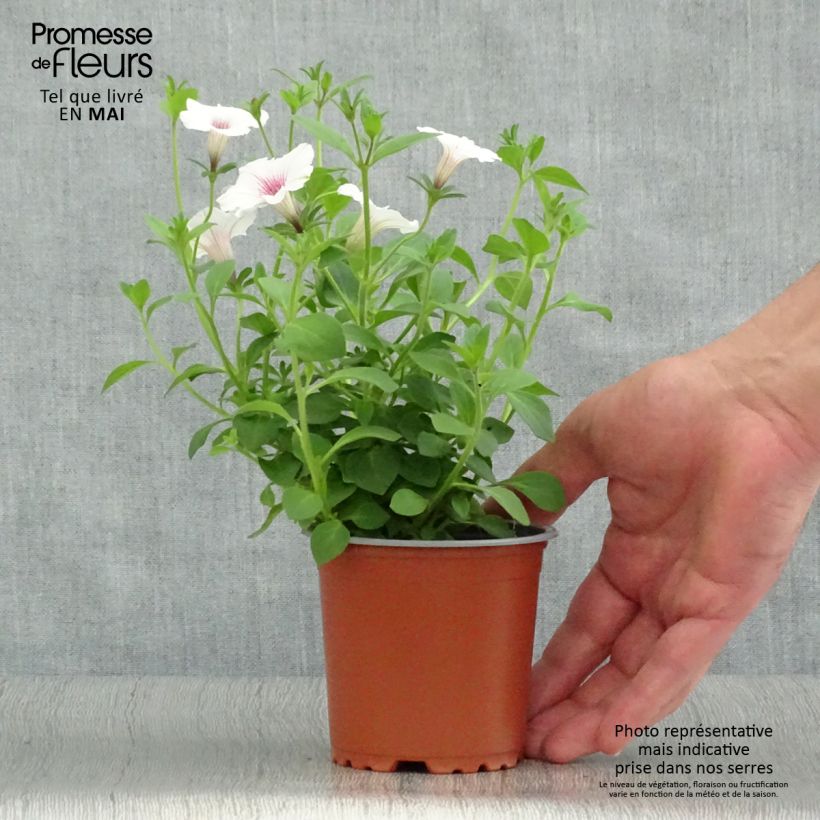 Petunia Supertunia Vista Silverberry 8/9 cm pot sample as delivered in spring