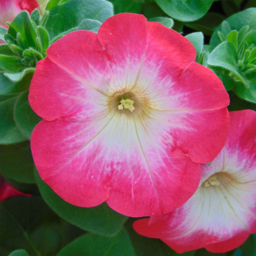Petunia Surfinia Coral Morn (Flowering)