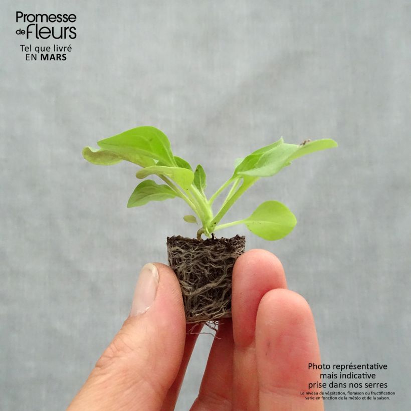 Petunia  hybrida Tidal Wave F1 Cherry Plug plant 3/4cm sample as delivered in spring