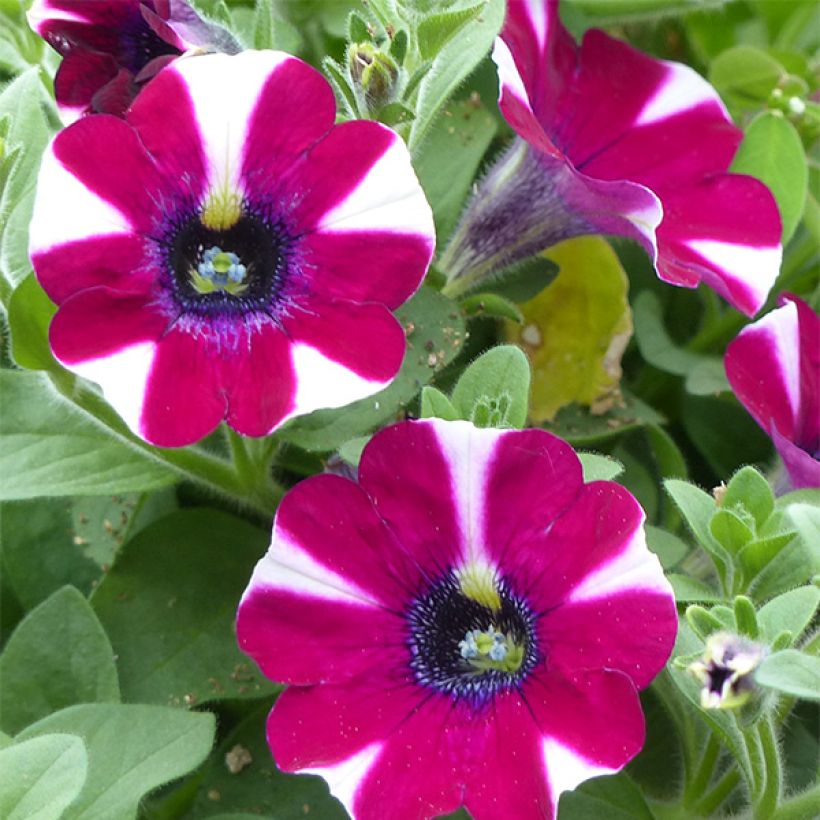 Petunia  hybrida Bicolor Cabernet - Petunia cascadias Bicolor Cabernet (Flowering)