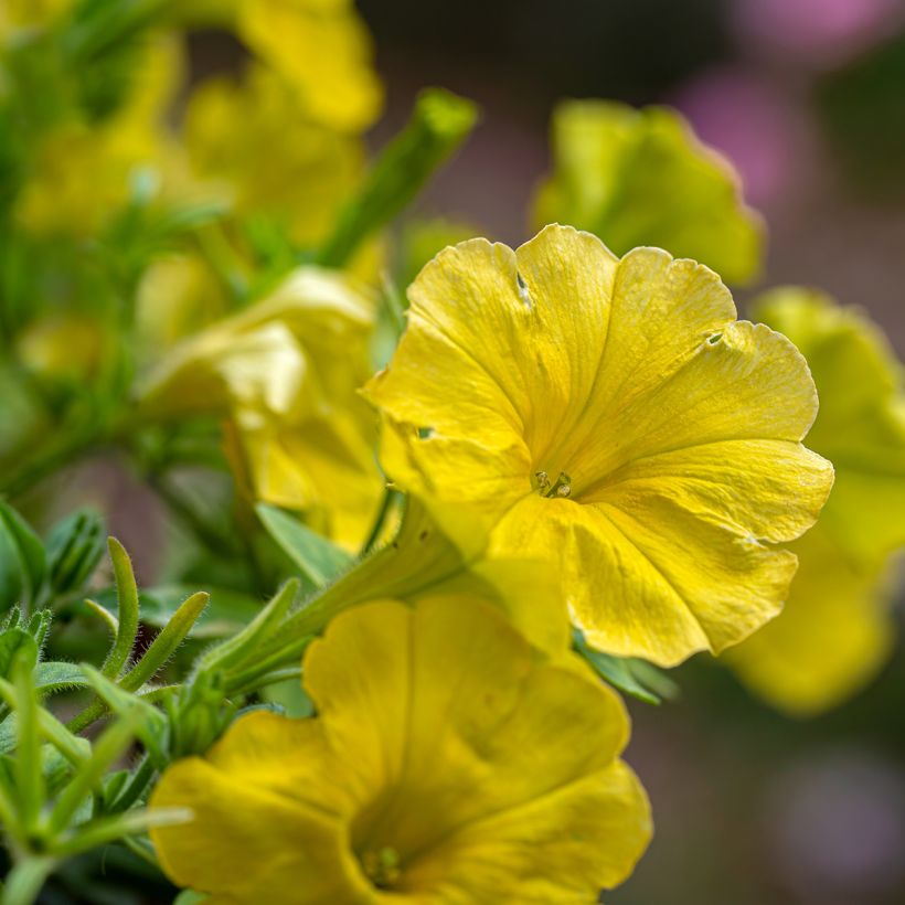 Petunia Capella Hello Yellow (Flowering)