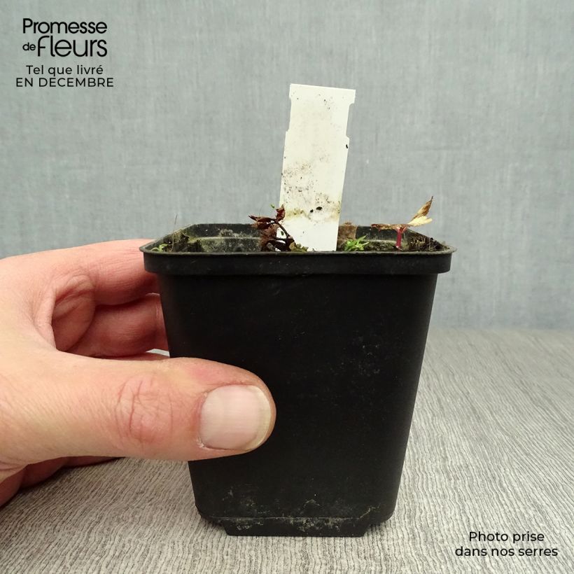 Peucedanum ostruthium 'Daphnis' 8/9 cm pot sample as delivered in winter