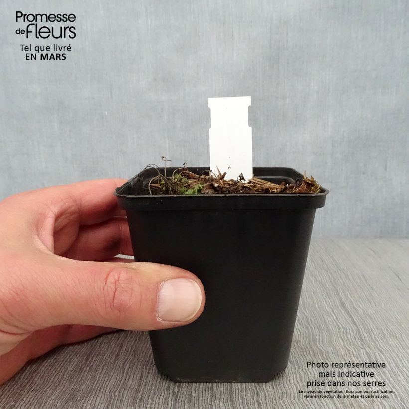 Peucedanum rablense  8/9 cm pot sample as delivered in spring