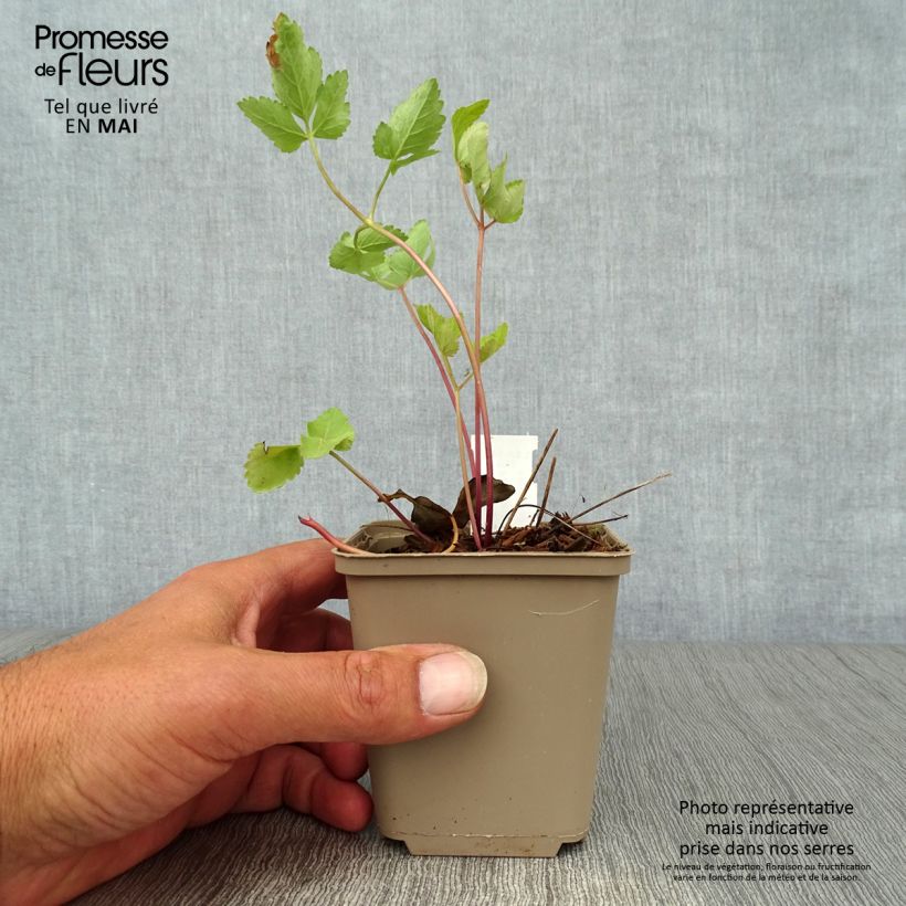 Peucedanum verticillare 8/9 cm pot sample as delivered in spring