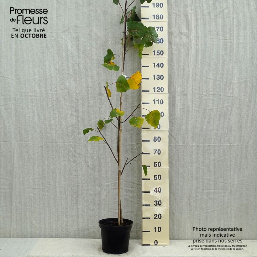 Populus deltoides Purple Tower - Eastern Cottonwood 7.5L/10L pot sample as delivered in autumn