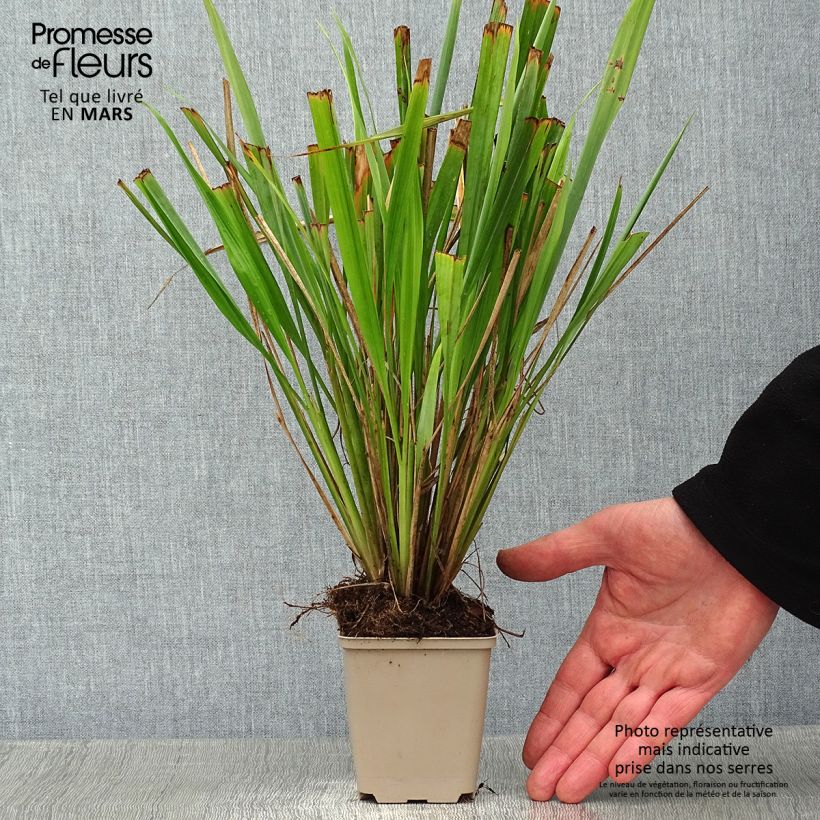 Phaenosperma globosa  8/9 cm pot sample as delivered in winter