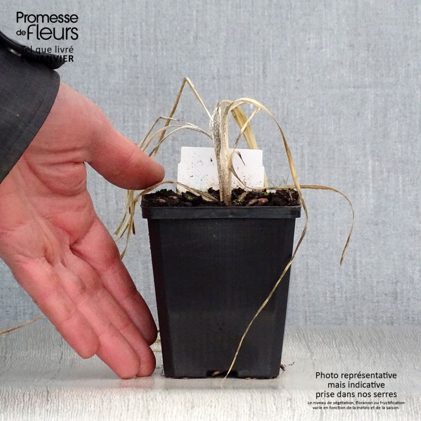 Anthericum liliago 8/9 cm pot sample as delivered in winter