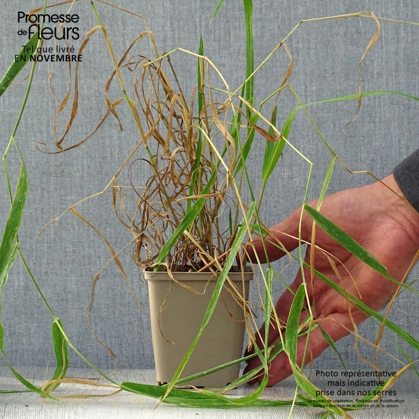 Phalaris arundinaceae  8/9 cm pot sample as delivered in autumn