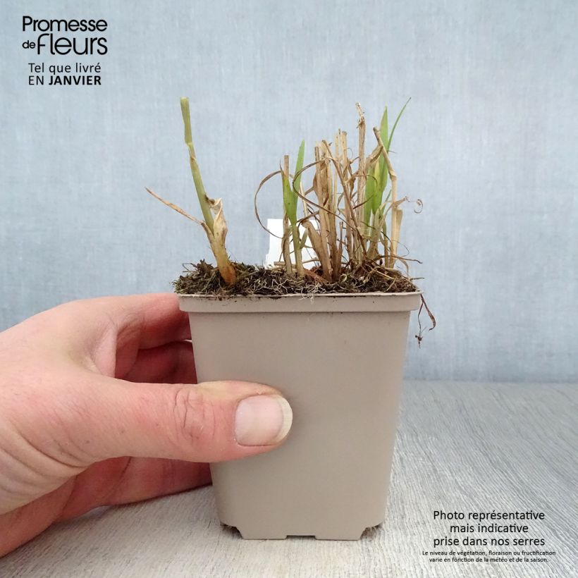 Phalaris arundinaceae  8/9 cm pot sample as delivered in winter