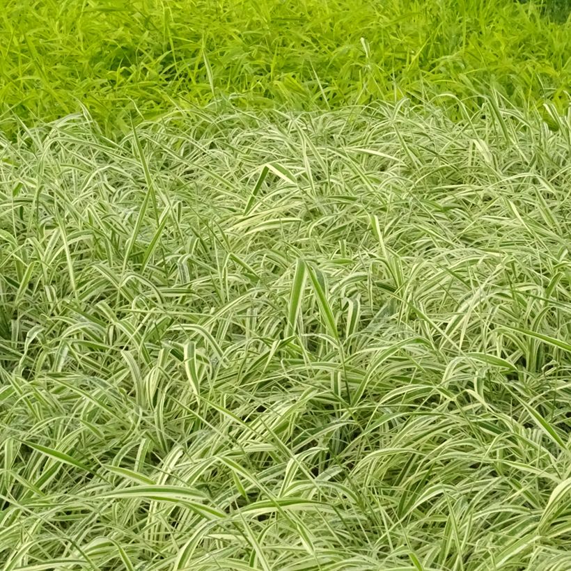 Phalaris arundinacea Picta (Plant habit)