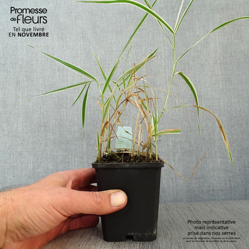 Phalaris arundinacea Picta 8/9 cm pot sample as delivered in autumn