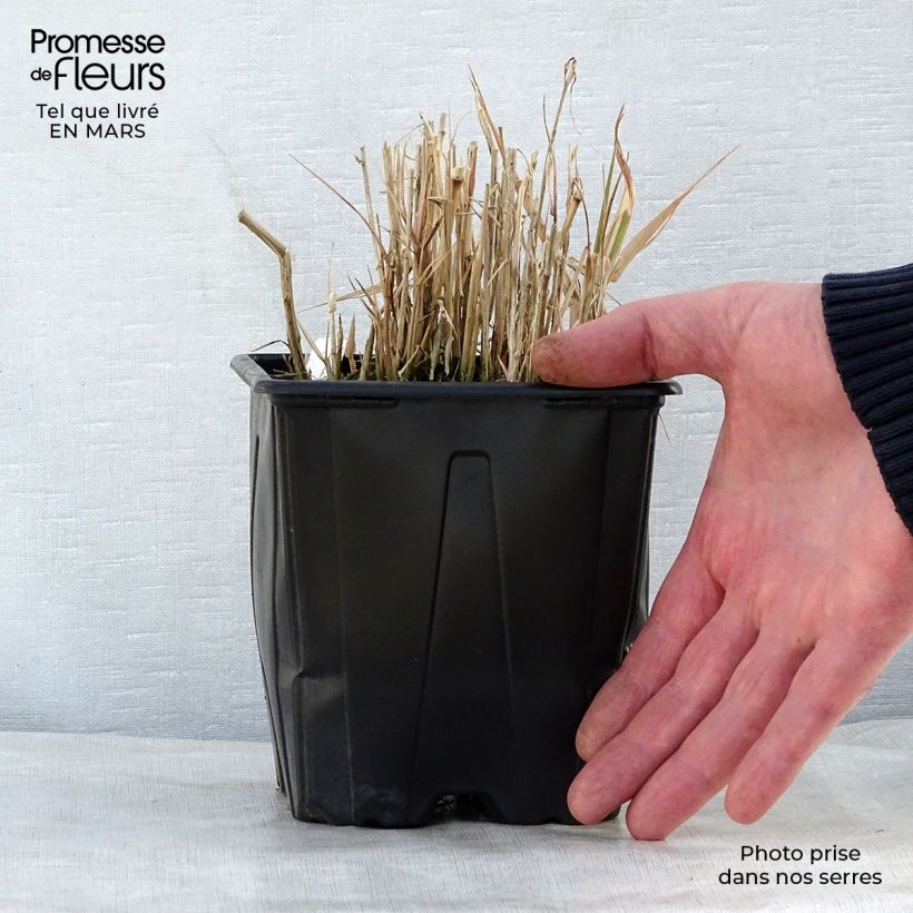 Phalaris arundinacea Picta 2L/3L pot sample as delivered in spring