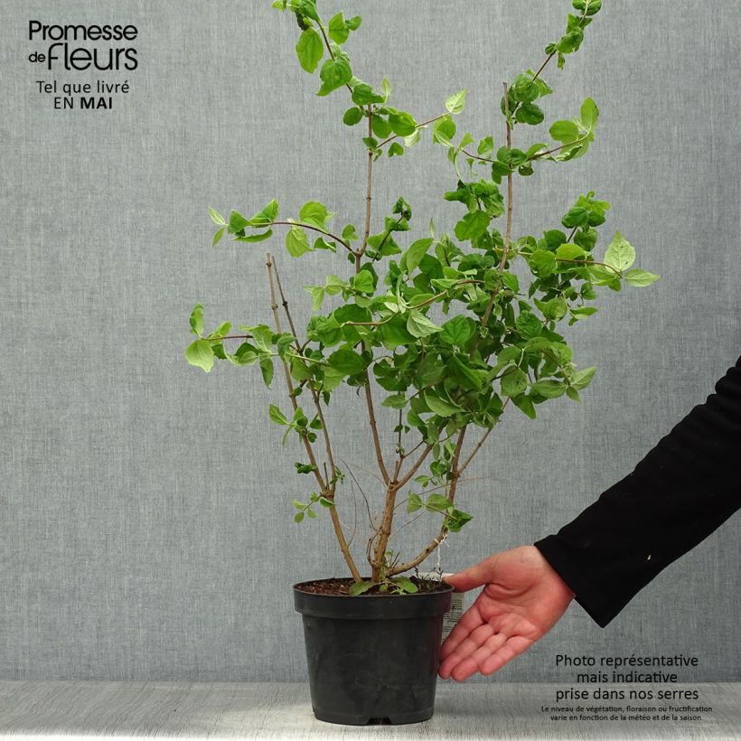 Philadelphus Bouquet Blanc - Mock Orange 2L/3L pot sample as delivered in spring