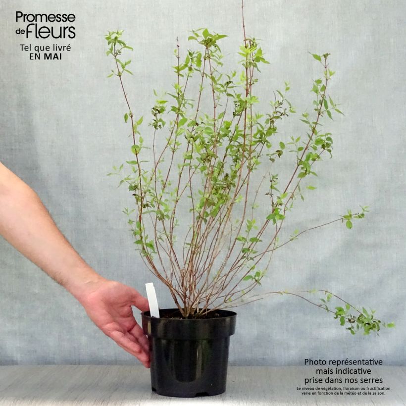 Philadelphus Dame Blanche - Mock Orange 3L/4L pot sample as delivered in spring