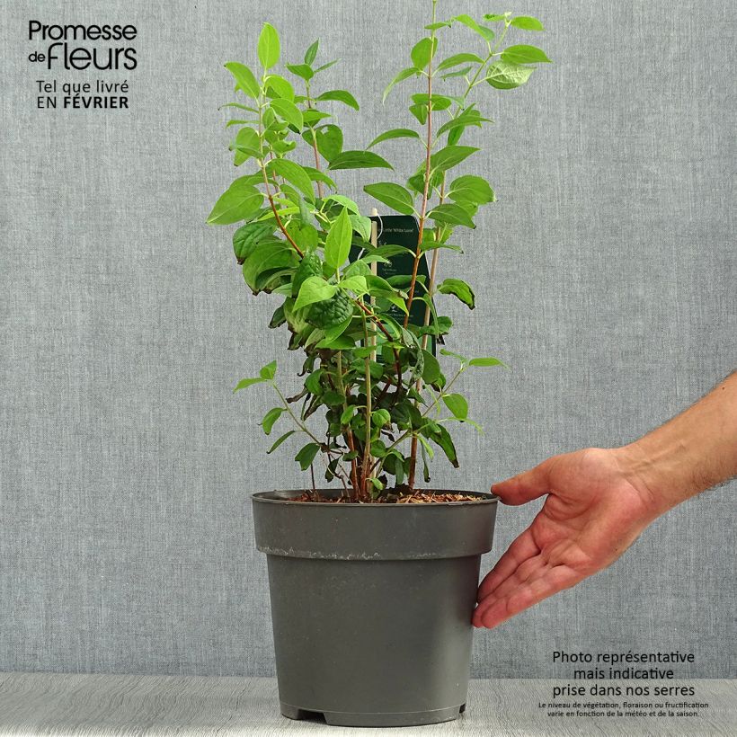Philadelphus Little White Love - Mock Orange 2L/3L pot sample as delivered in autumn