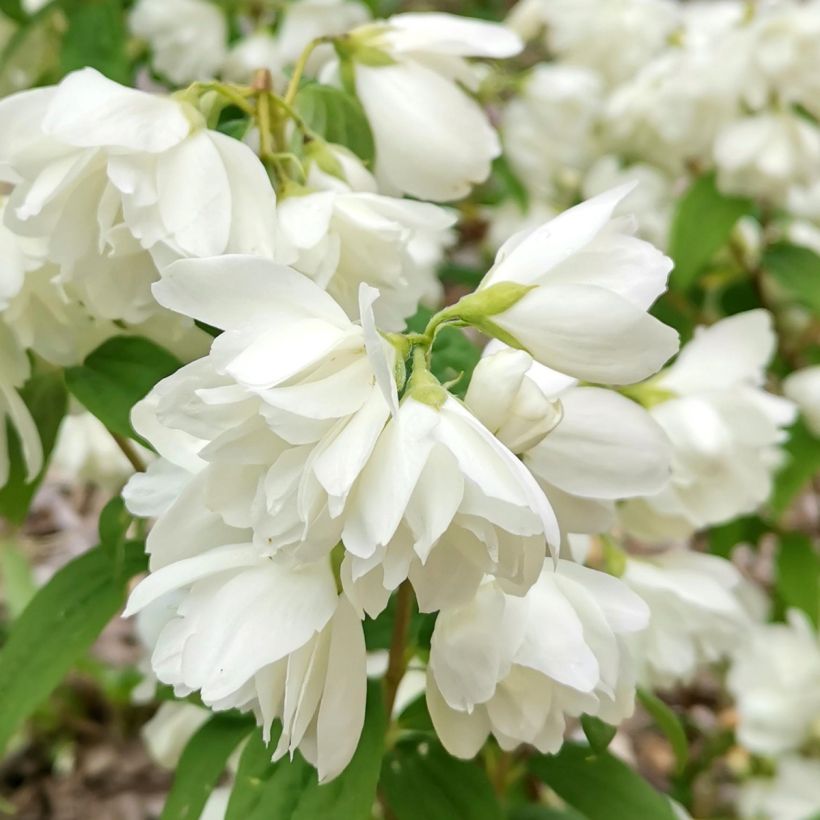 Philadelphus Little White Love - Mock Orange (Flowering)