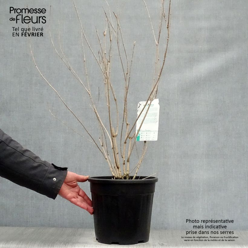 Philadelphus (x) virginalis Minnesota Snowflake 7.5L/10L pot sample as delivered in winter