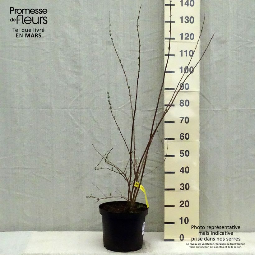 Philadelphus Pearls of Perfume - Mock Orange 4L/5L pot sample as delivered in spring