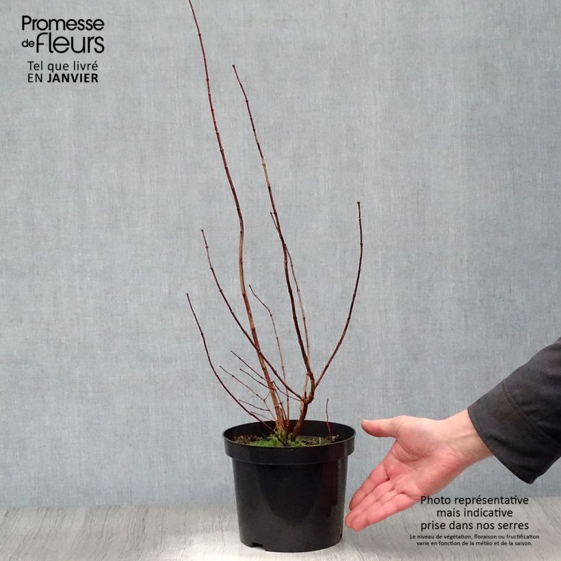 Philadelphus Virginal - Mock Orange 3L/4L pot sample as delivered in winter