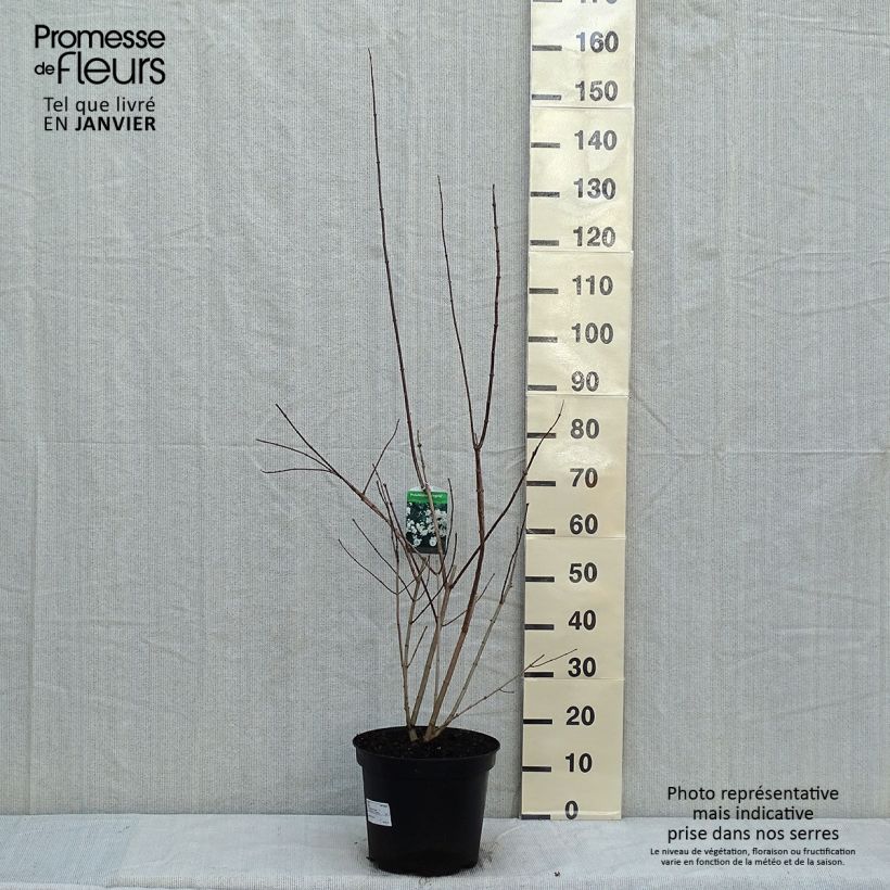 Philadelphus Virginal - Mock Orange 7.5L/10L pot sample as delivered in winter