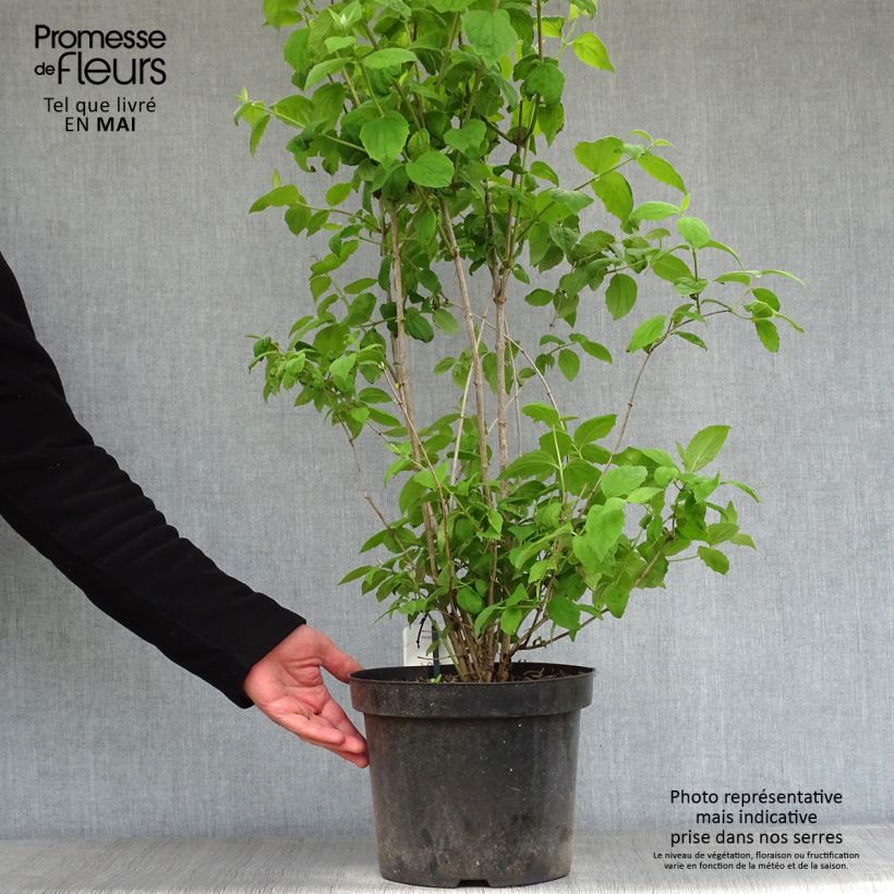 Philadelphus Virginal - Mock Orange 7.5L/10L pot sample as delivered in spring