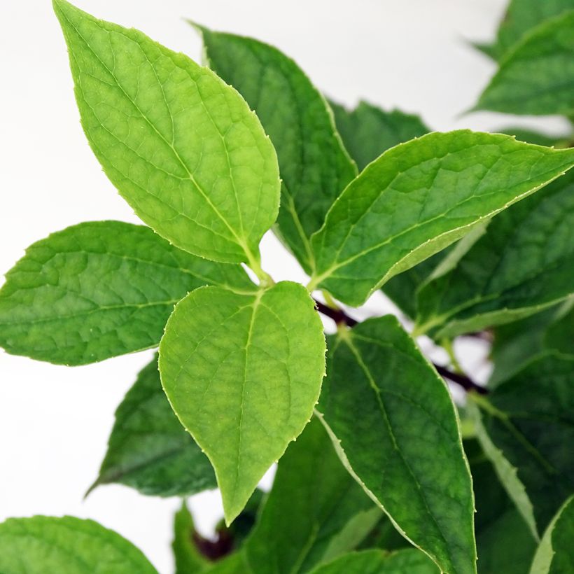 Philadelphus coronarius - Mock Orange (Foliage)