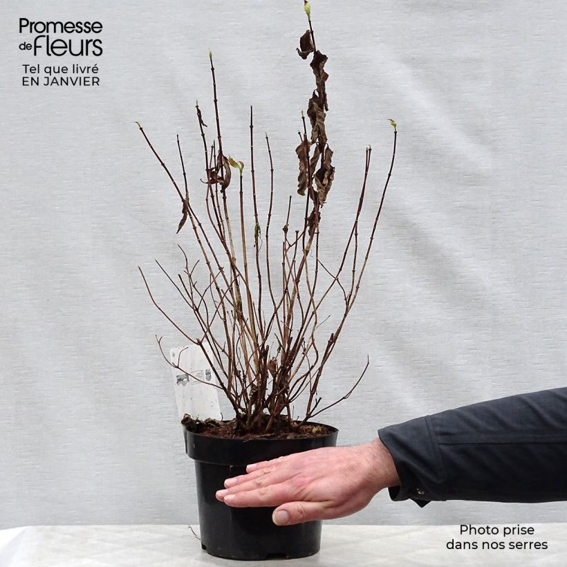 Philadelphus coronarius Aureus - Mock Orange 2L/3L pot sample as delivered in winter