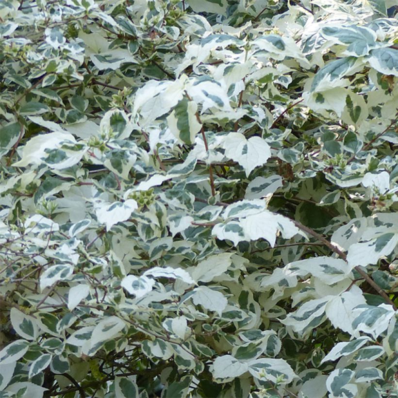 Philadelphus coronarius Variegatus - Mock Orange (Foliage)