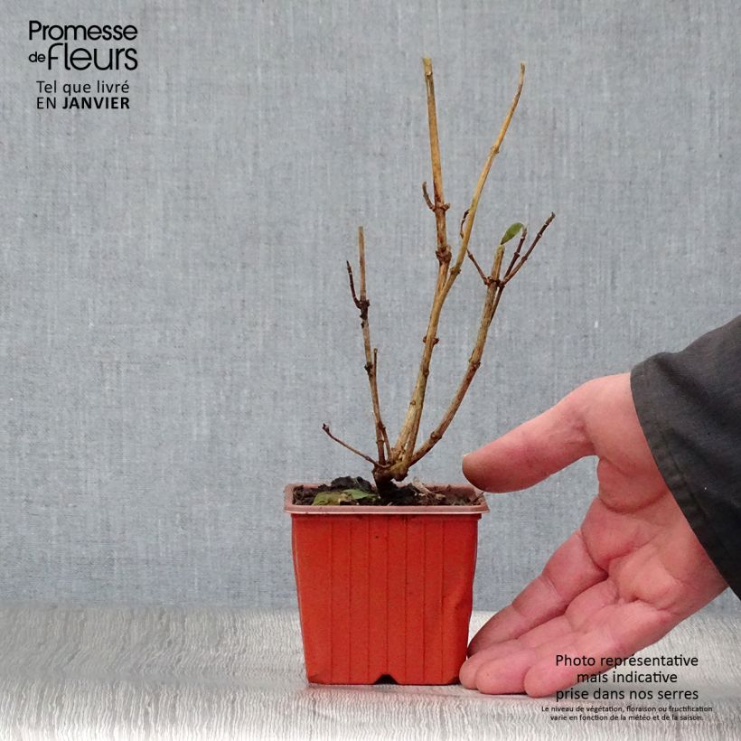 Philadelphus coronarius - Mock Orange 8/9 cm pot sample as delivered in winter