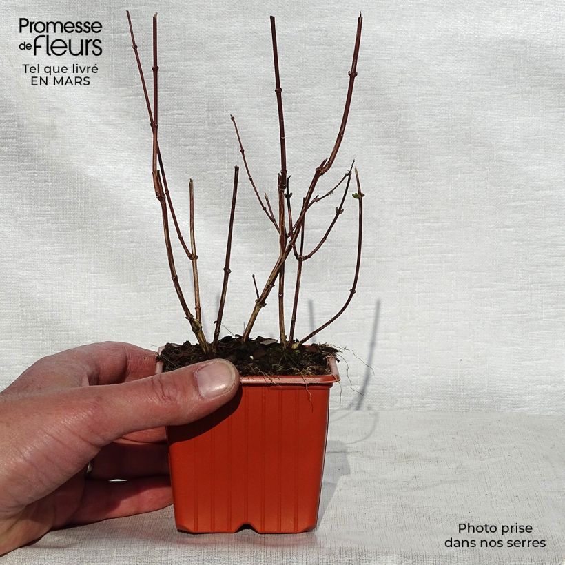 Philadelphus coronarius - Mock Orange 8/9 cm pot sample as delivered in spring