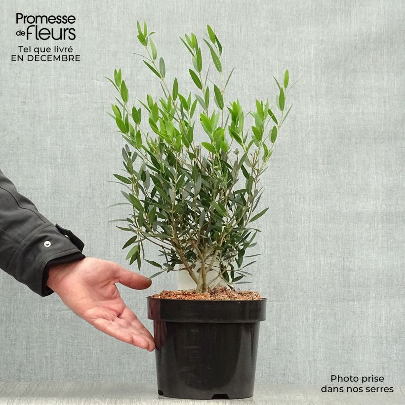 Phillyrea angustifolia - Mock Privet 2L/3L pot sample as delivered in winter