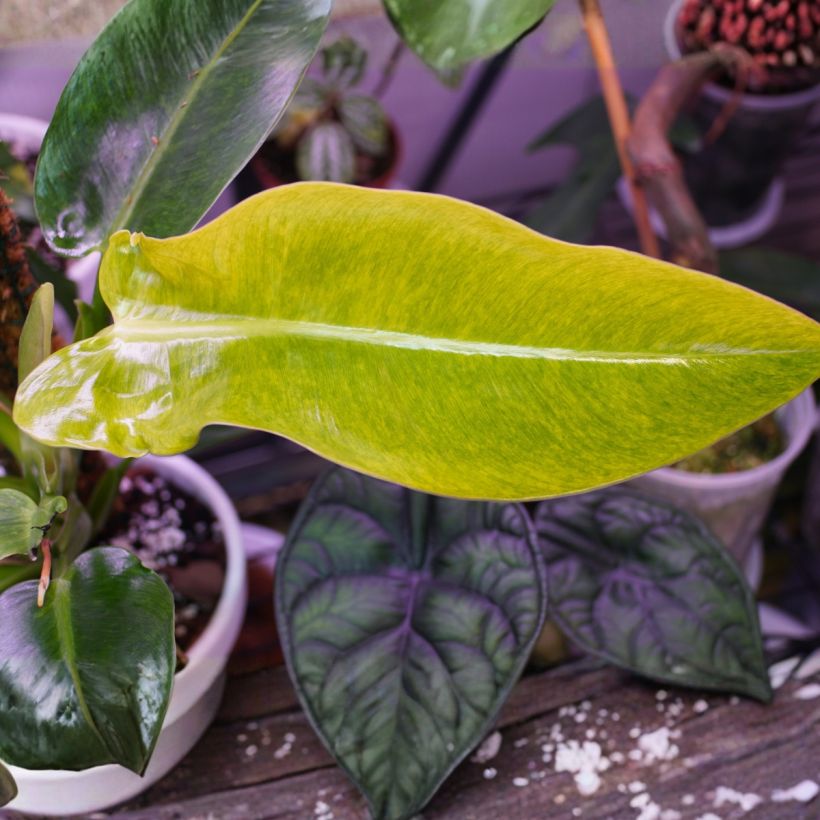 Philodendron Calkins Gold (Foliage)