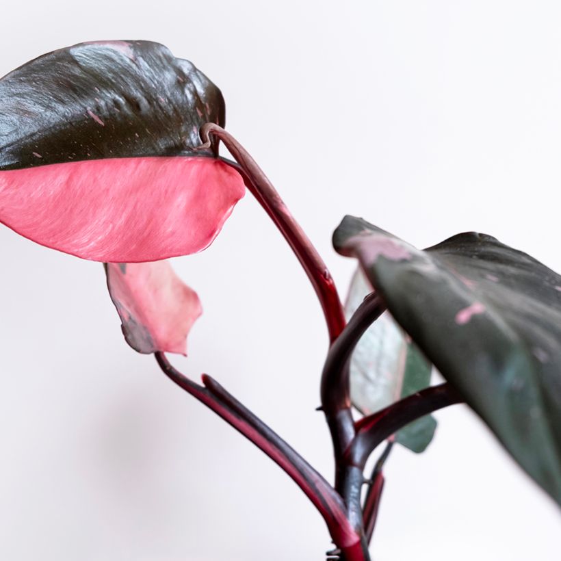 Philodendron Pink Marble (Foliage)