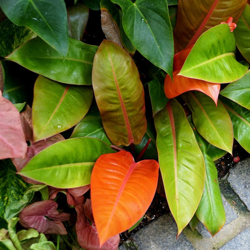 Philodendron erubescens Prince of Orange  (Plant habit)