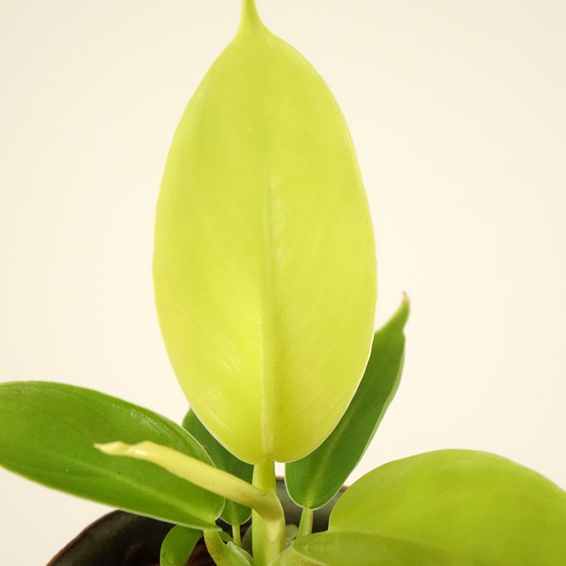 Philodendron Moonlight  (Foliage)