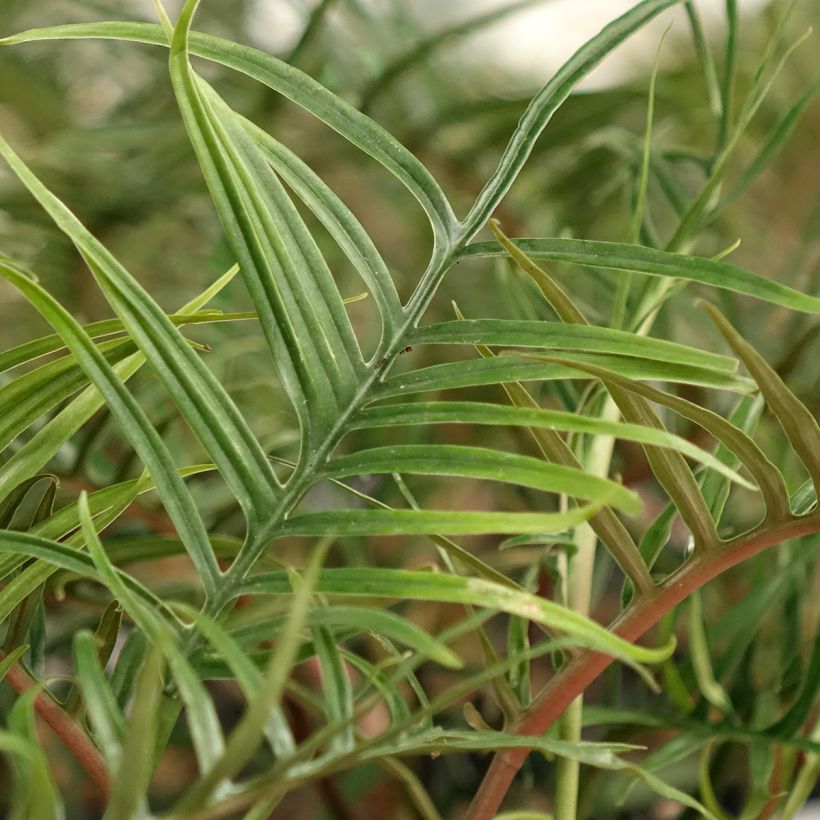 Philodendron tortum (Foliage)