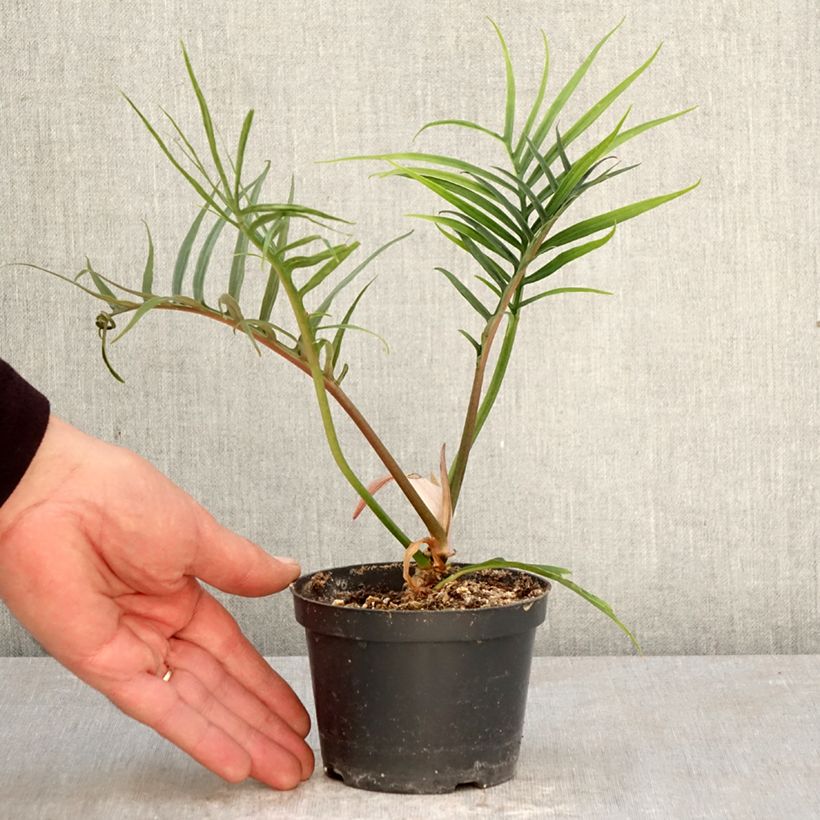 Philodendron tortum 12cm pot sample as delivered in spring