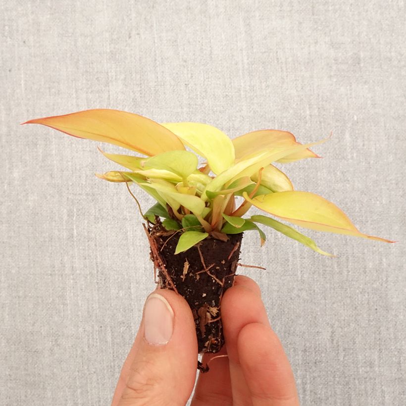 Philodendron erubescens Prince of Orange  Mini-plante sample as delivered in spring
