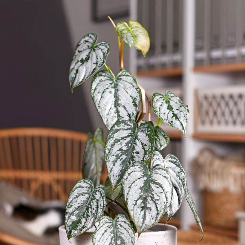 Philodendron brandtianum (Foliage)