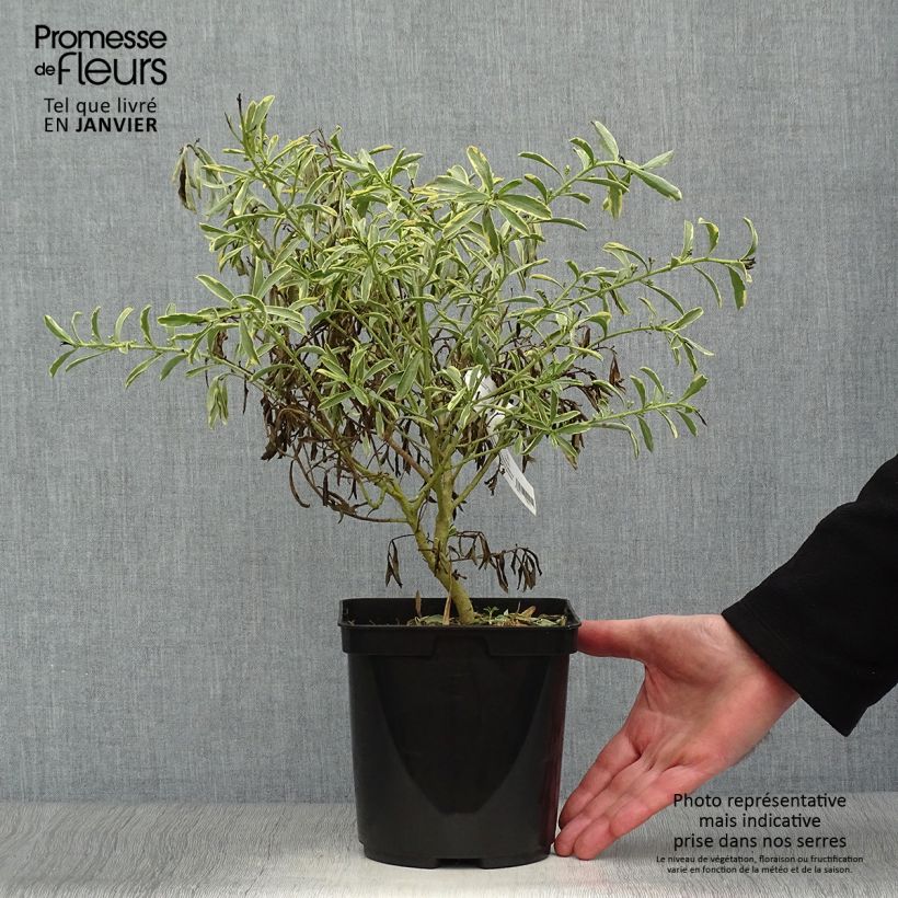 Eriostemon myoporoides GOLD TOUCH 3L/4L pot sample as delivered in winter