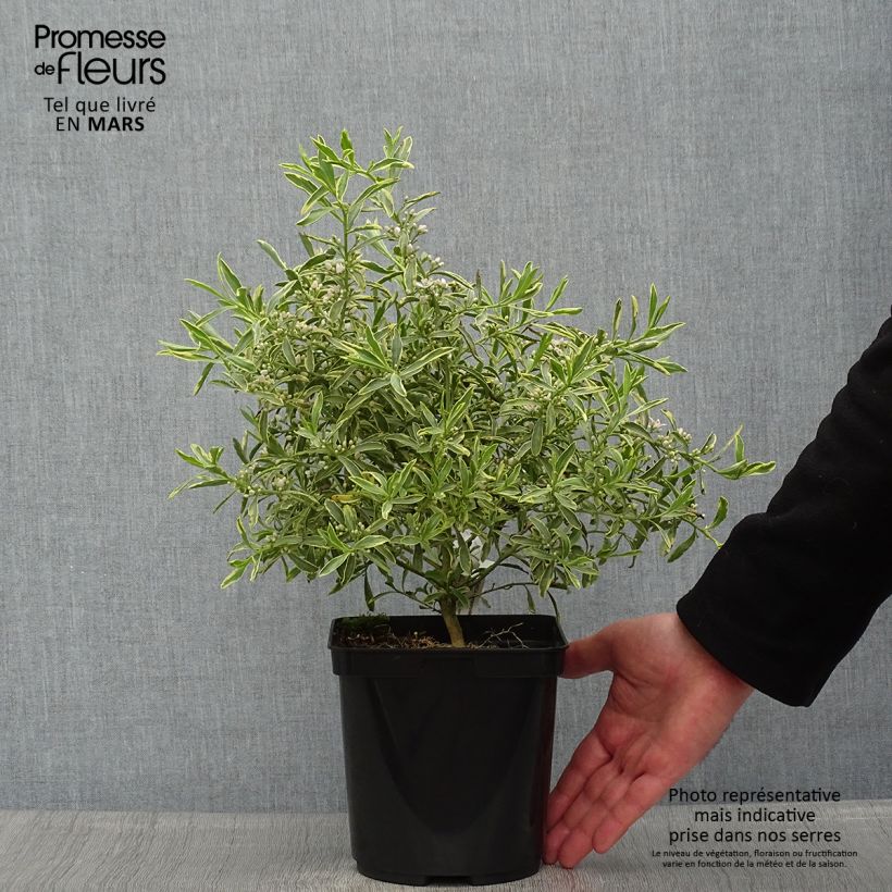Eriostemon myoporoides GOLD TOUCH 3L/4L pot sample as delivered in spring