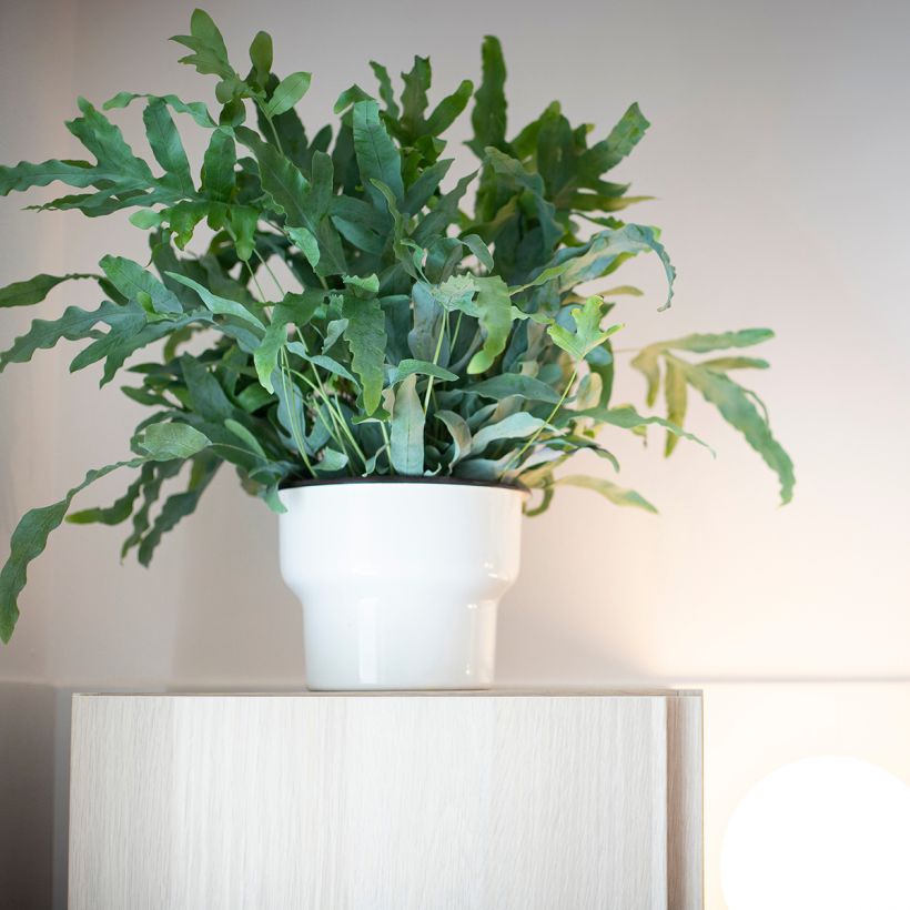 Phlebodium aureum Blue Star - Golden polypody (Plant habit)