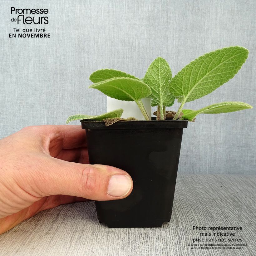 Phlomis russeliana - Jerusalem Sage 8/9 cm pot sample as delivered in autumn