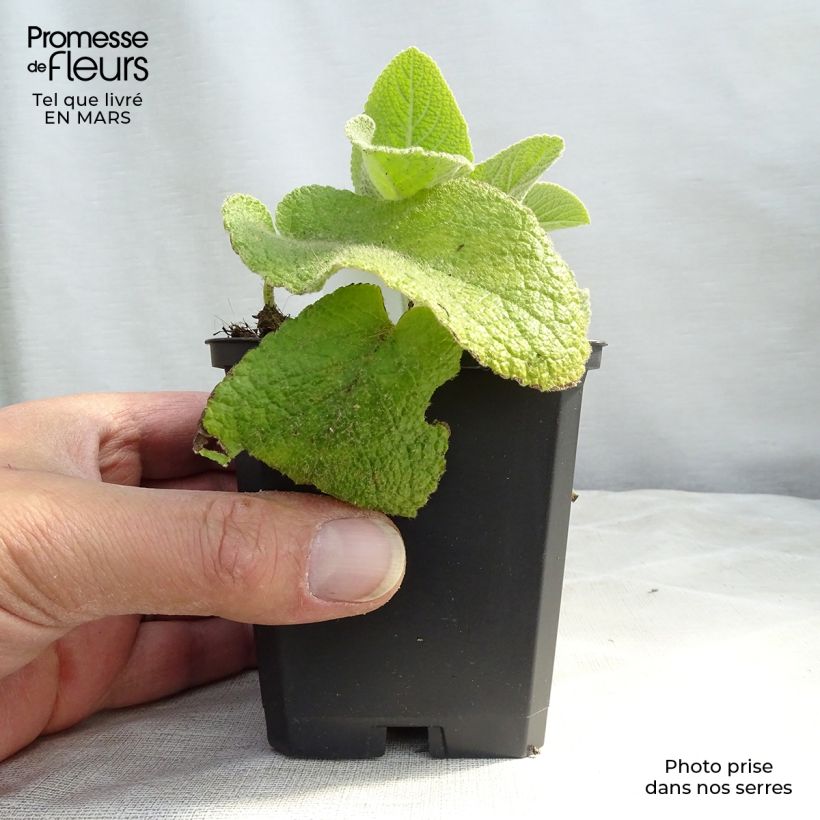 Phlomis russeliana - Jerusalem Sage 8/9 cm pot sample as delivered in winter