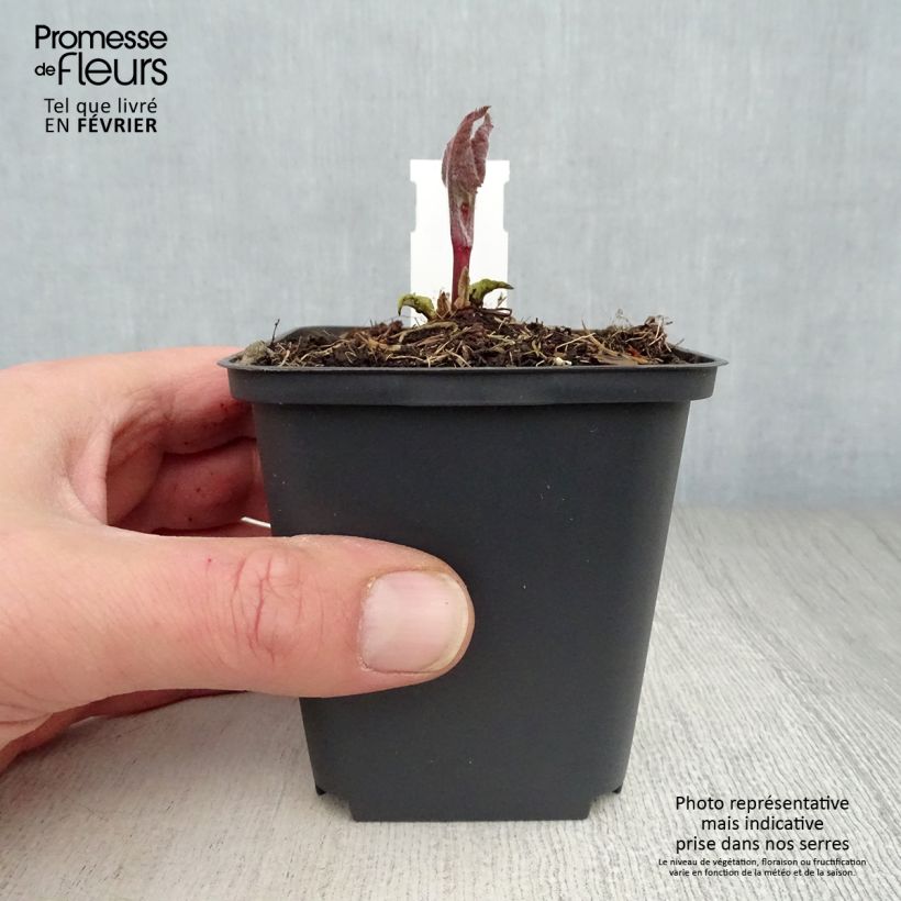 Phlomis tuberosa Amazone 8/9 cm pot sample as delivered in winter